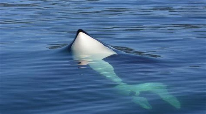 How do orcas sleep without drowning?