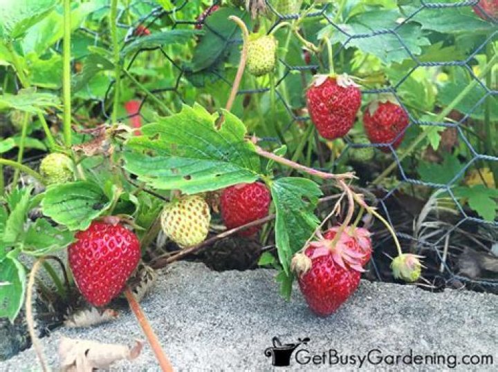 How do strawberries grow on land?