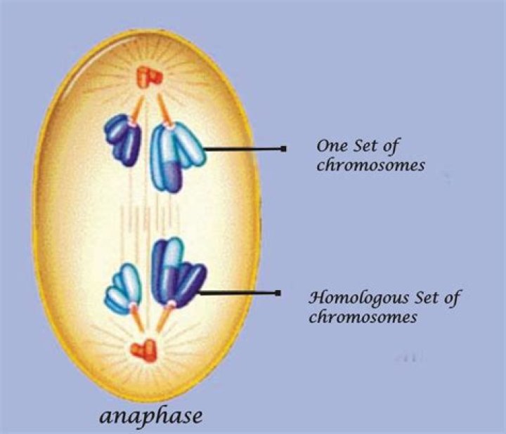 How do the chromosomes separate in anaphase 1 quizlet?
