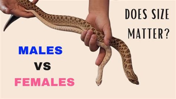 How do u tell if a snake is male or female?