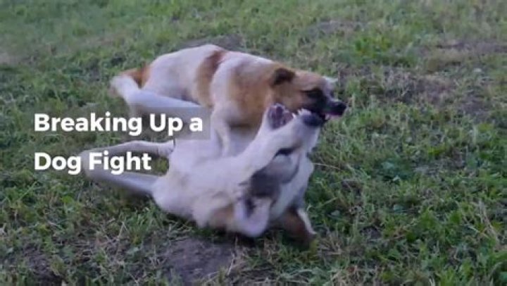 How do you break up a dog fight?