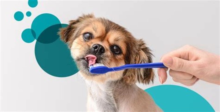 How do you brush a wet dog?