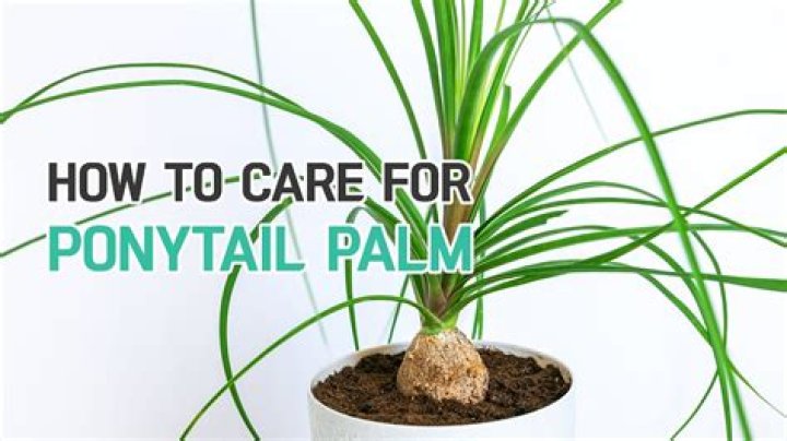 How do you care for a potted palm plant indoors?