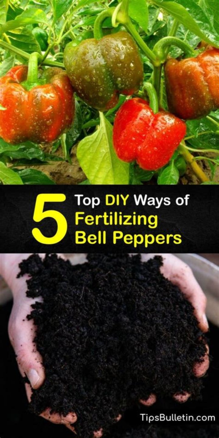 How do you compost bell peppers?