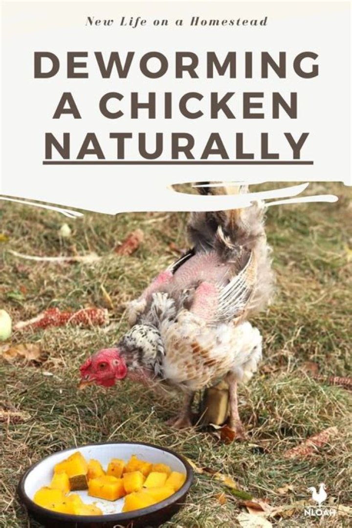 How do you deworm a chicken naturally?