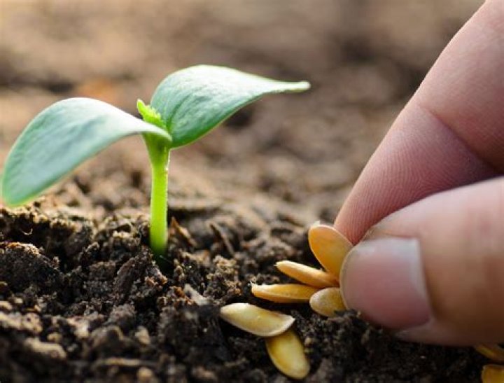 How do you encourage seeds to germinate?
