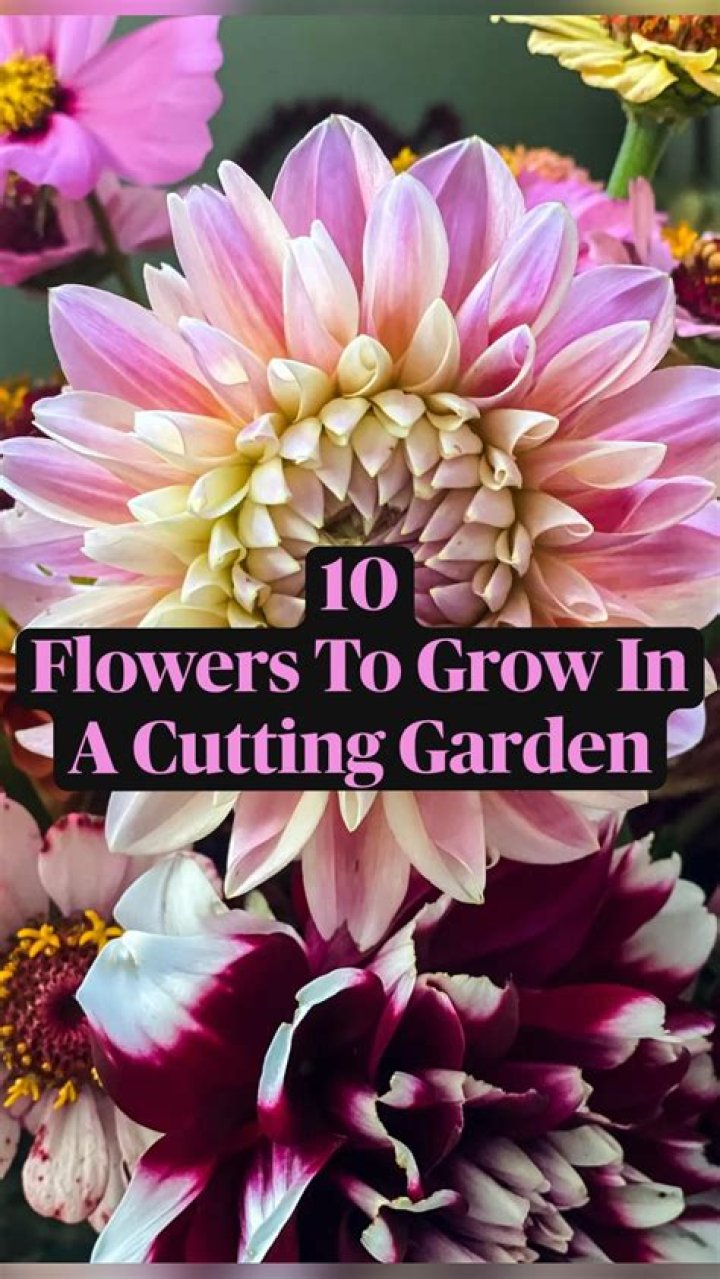 How do you feed cut flowers?