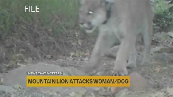 How do you fight off a mountain lion?