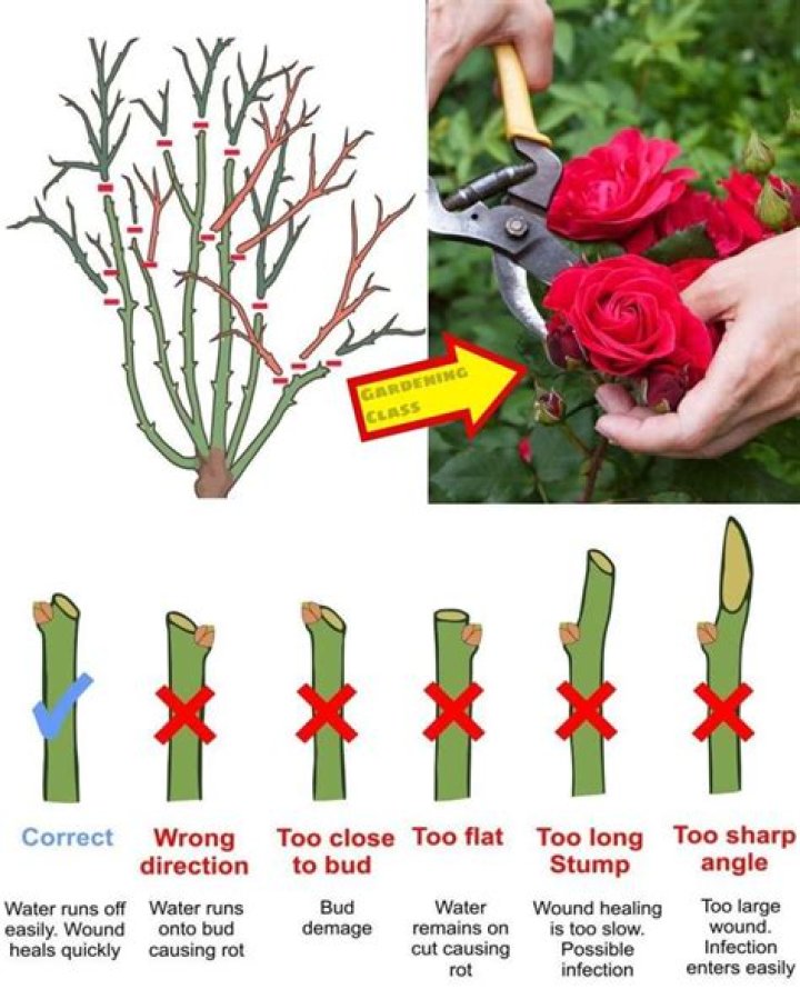 How do you fix leggy roses?