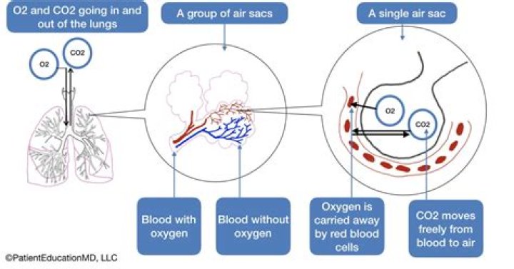 How do you get CO2 out of your lungs?