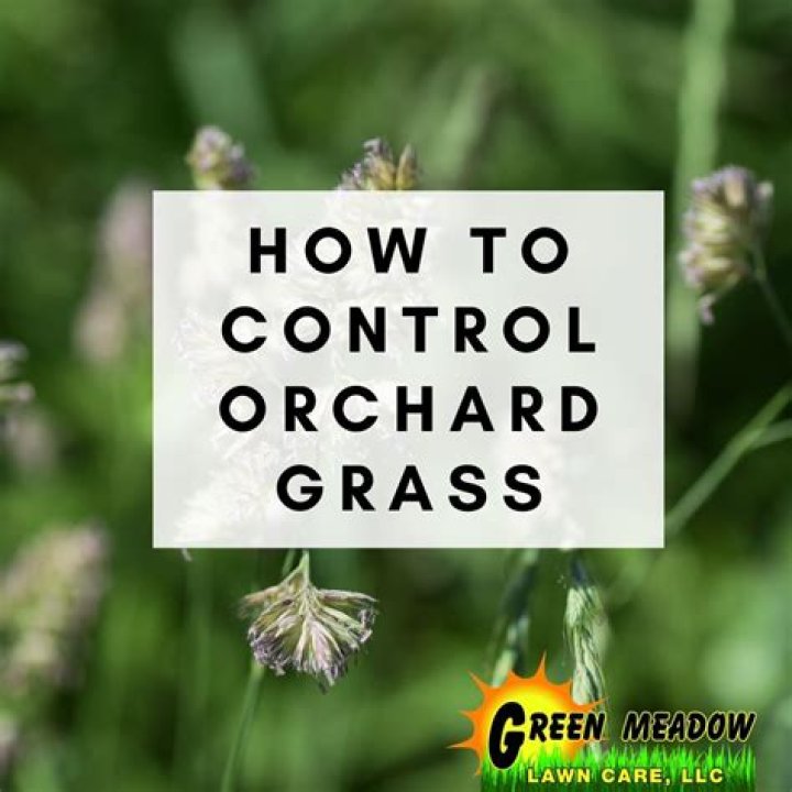 How do you get rid of orchard grass?