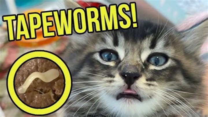 How do you get rid of tapeworms in cats without going to the vet?