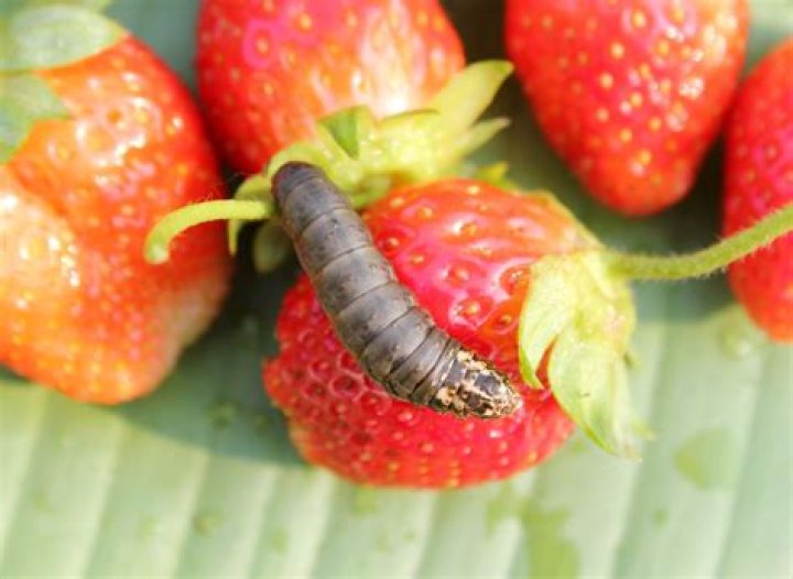 How do you get rid of worms in berries?