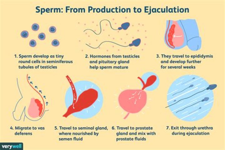 How do you get sperm?