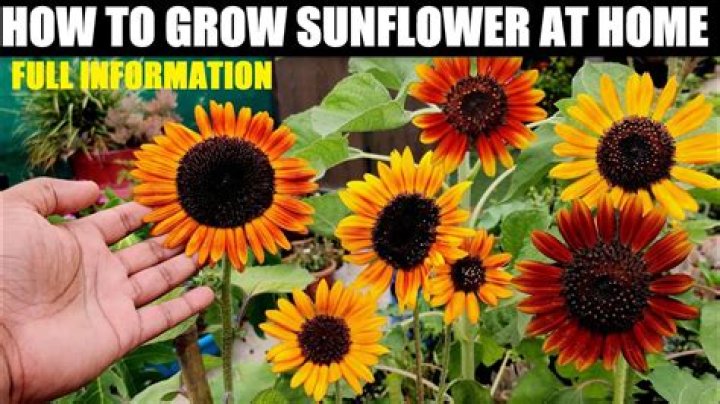 How do you grow a successful sunflower?