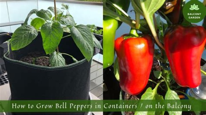 How do you grow bell peppers in pots?