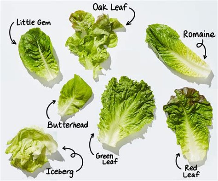 How do you grow lettuce?