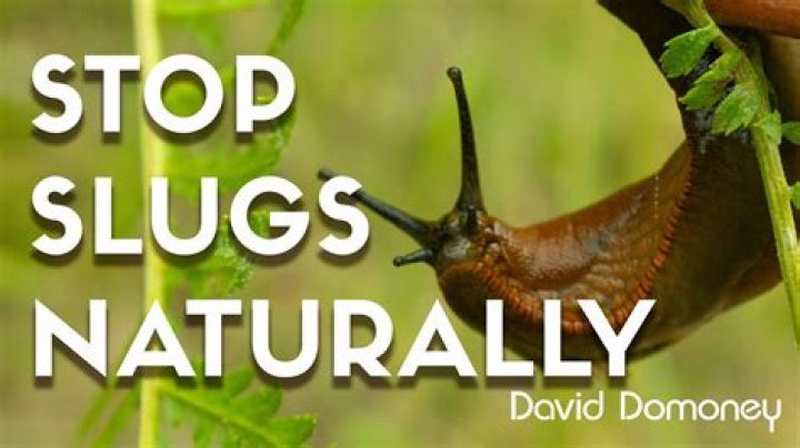 How do you keep hostas out of slugs naturally?