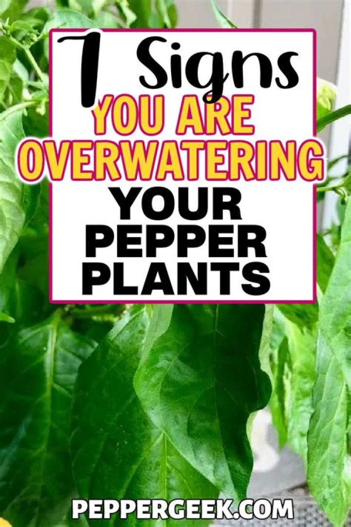 How do you know if you are overwatering pepper plants?