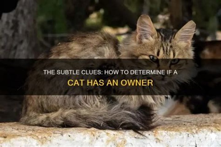 How do you know if your cat belongs to someone?