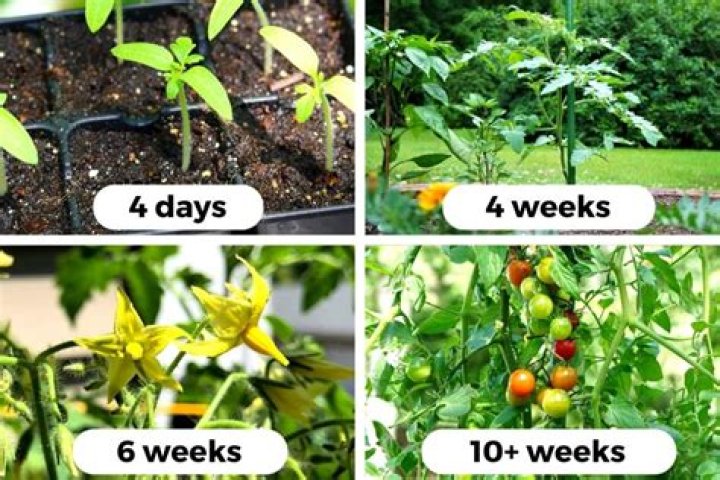 How do you make tomato seedlings stronger?