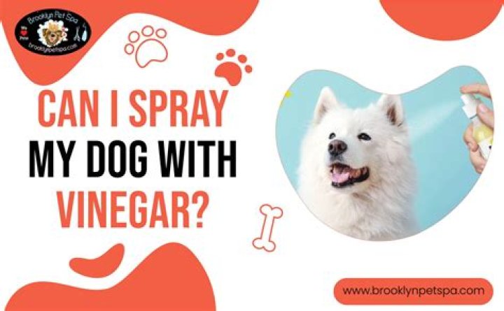How do you mix vinegar and water for dogs?