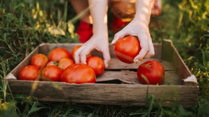 How do you naturally feed tomatoes?