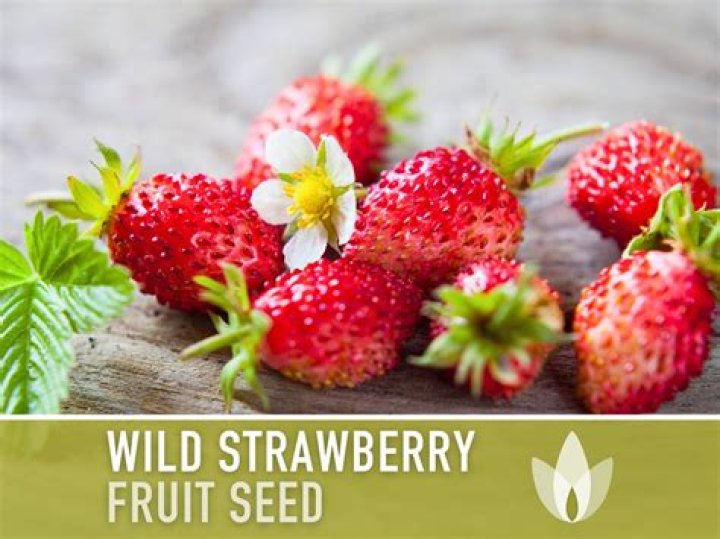 How do you plant wild strawberry seeds?