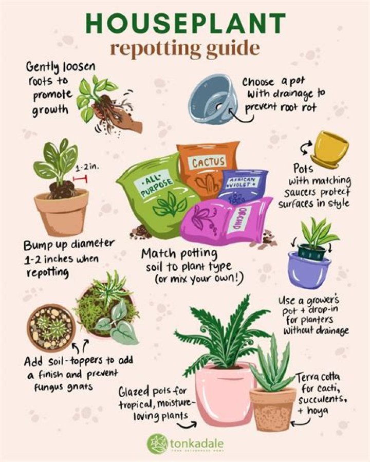 How do you prevent shock when repotting?