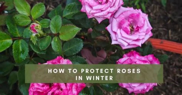 How do you protect roses from late spring snow?