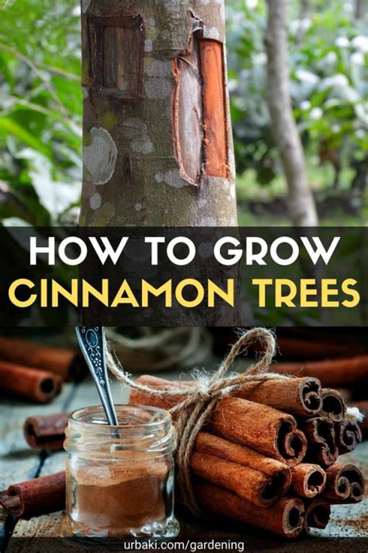 How do you put cinnamon on a plant?