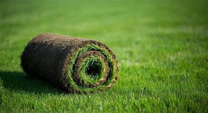 How do you roll sod without a roller?