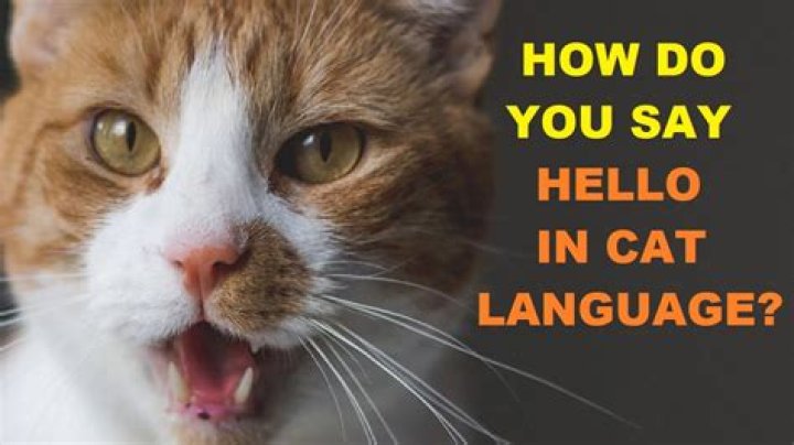 How do you say hello in pirate?