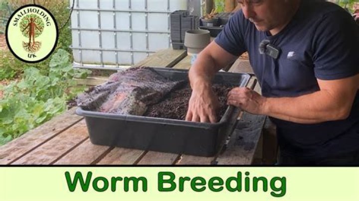 How do you speed up worm breeding?