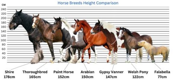 How do you spell Haflinger horses?