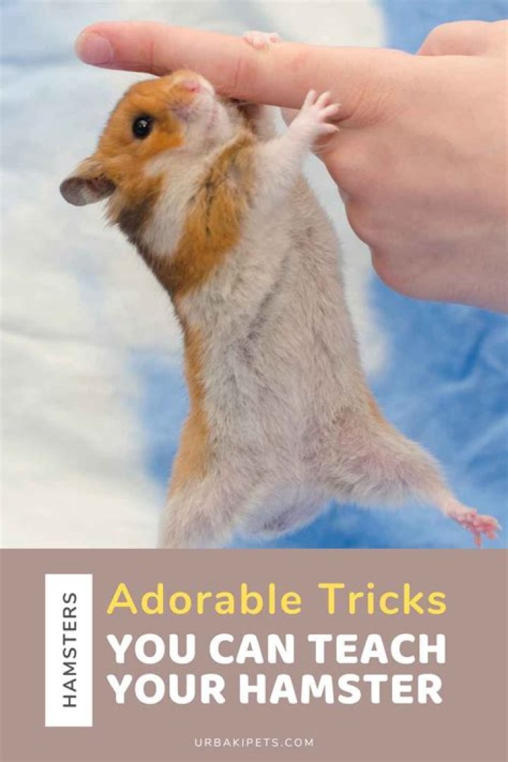 How do you teach your hamster its name?