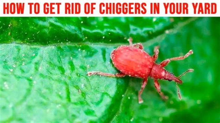 How do you tell if you have chiggers in your bed?
