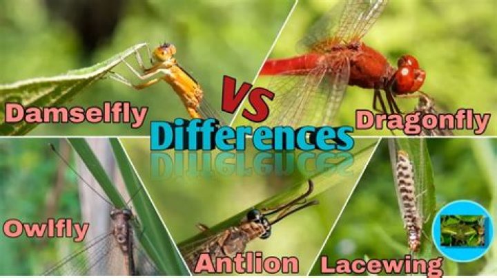 How do you tell the difference between a dragonfly and a damselfly?