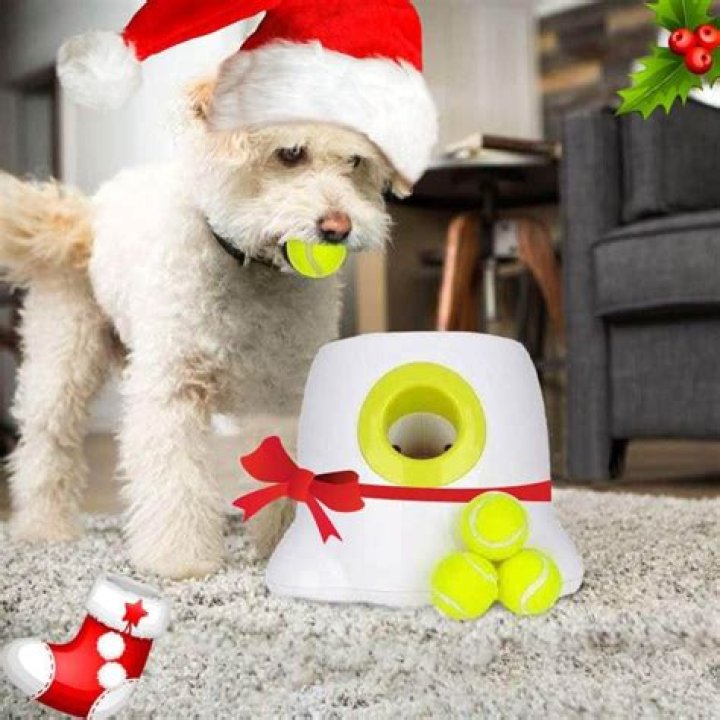 How do you tire out a puppy indoors?