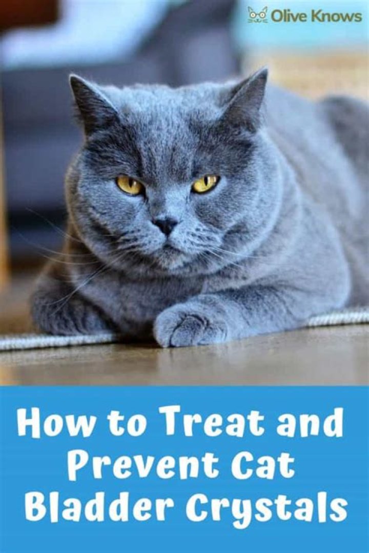 How do you treat bladder crystals in cats?