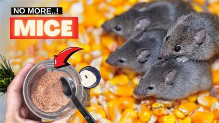 How do you use cayenne pepper to get rid of mice?