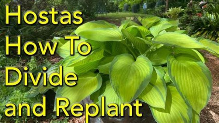 How do you winterize a hosta plant?