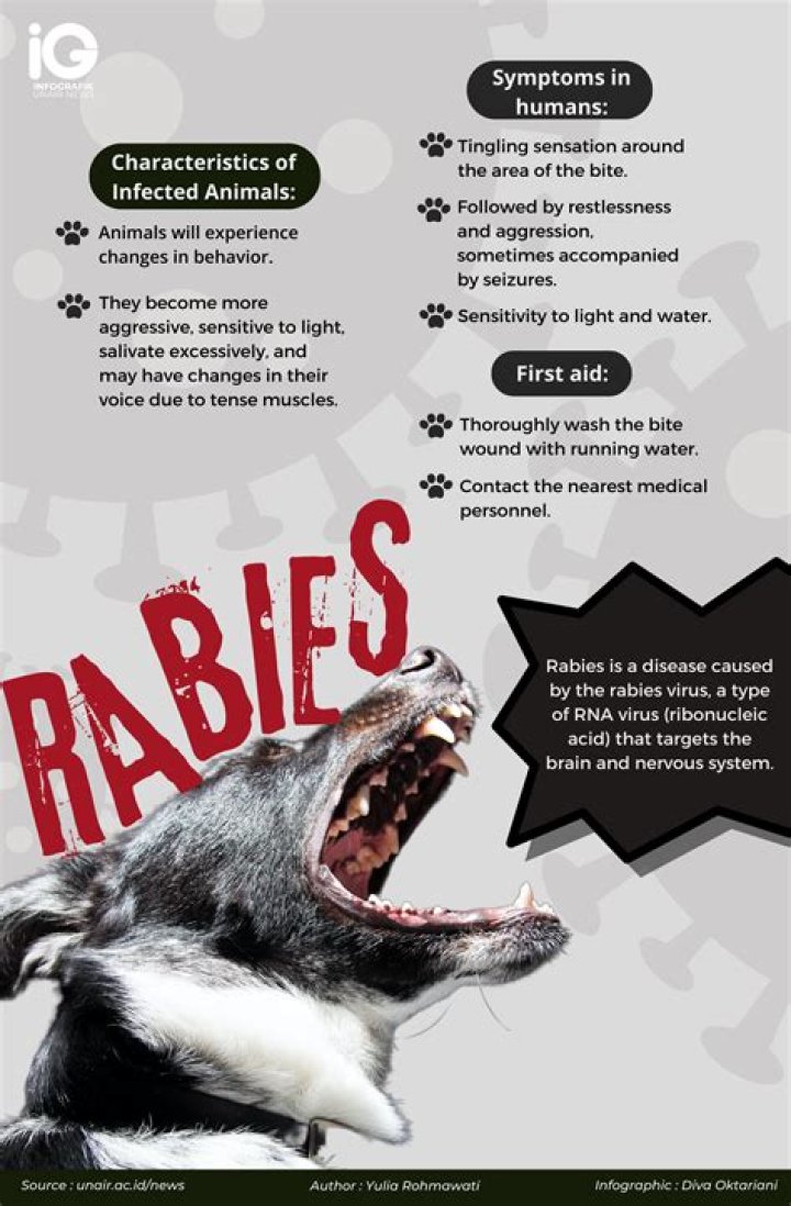 How does a rabid bat Act?