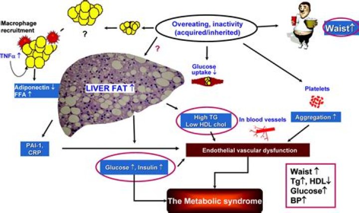 How does one get a fatty liver?