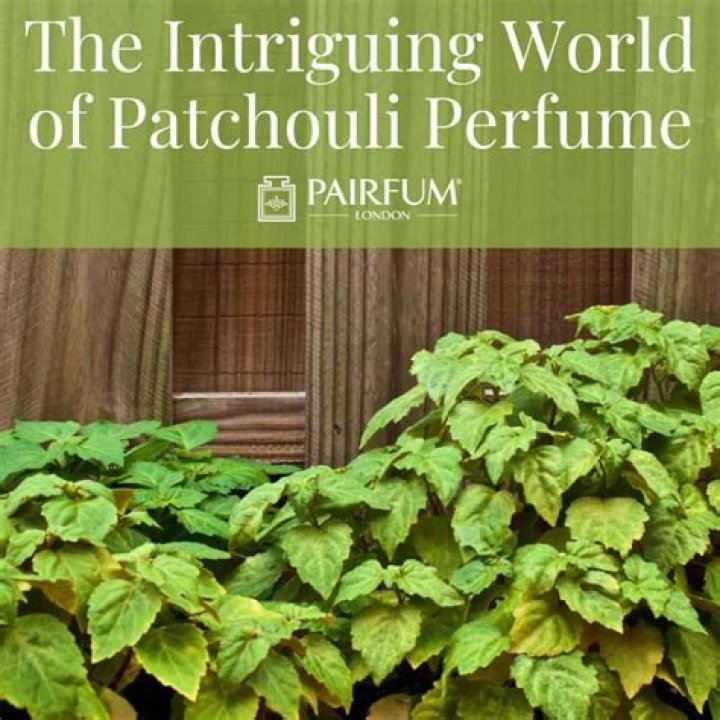 How does patchouli make you feel?