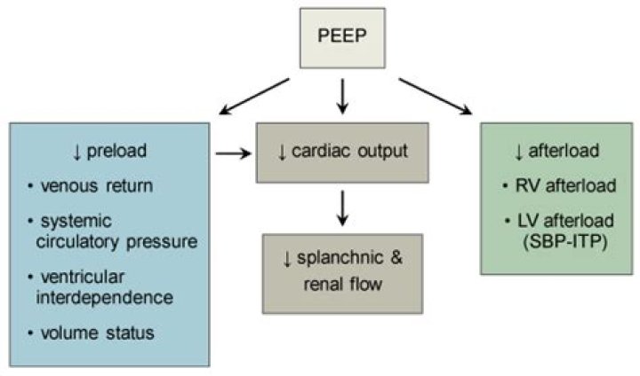 How does PEEP affect BP?