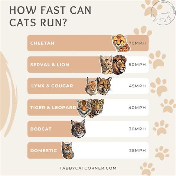 How fast can cats run?