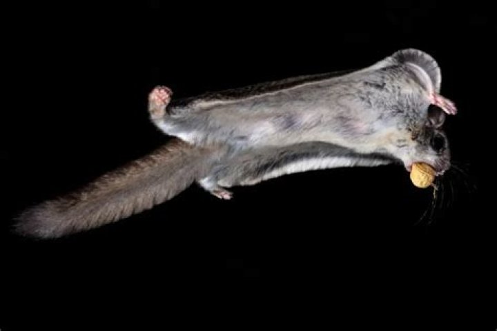 How high can flying squirrels jump?