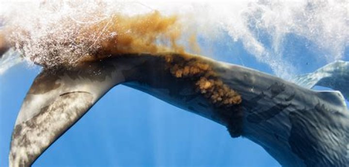 How large is whale poop?