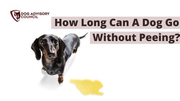 How long can a dog go without peeing?